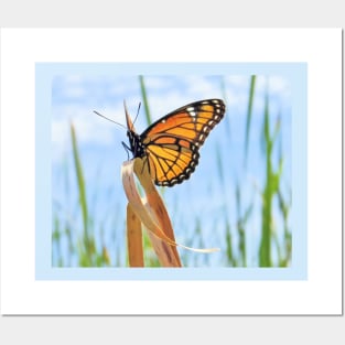 Viceroy Butterfly Posters and Art